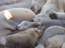 PICTURES/La Jolla Cove - Seals & Sea Lions/t_IMG_8754.JPG